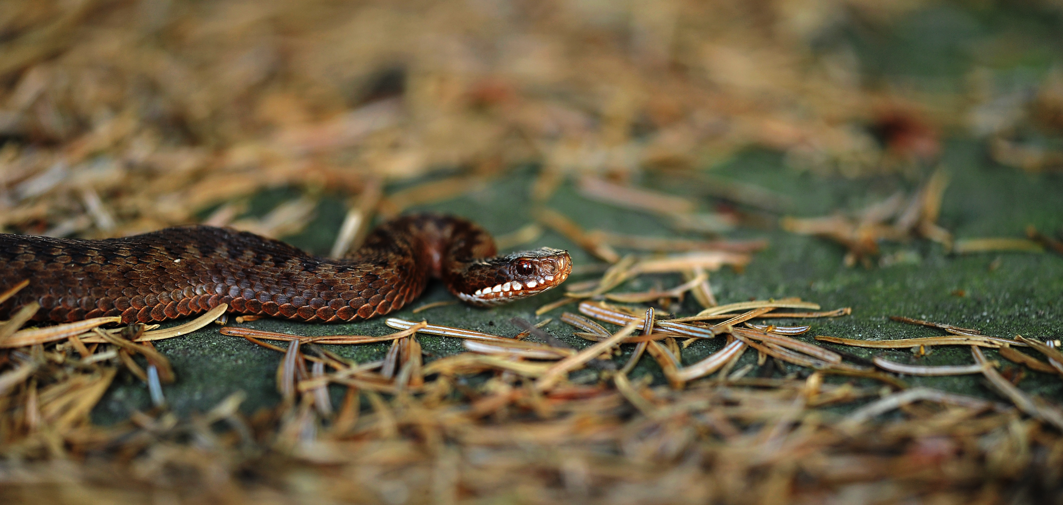 Hanne's Wandelwereld: Adders