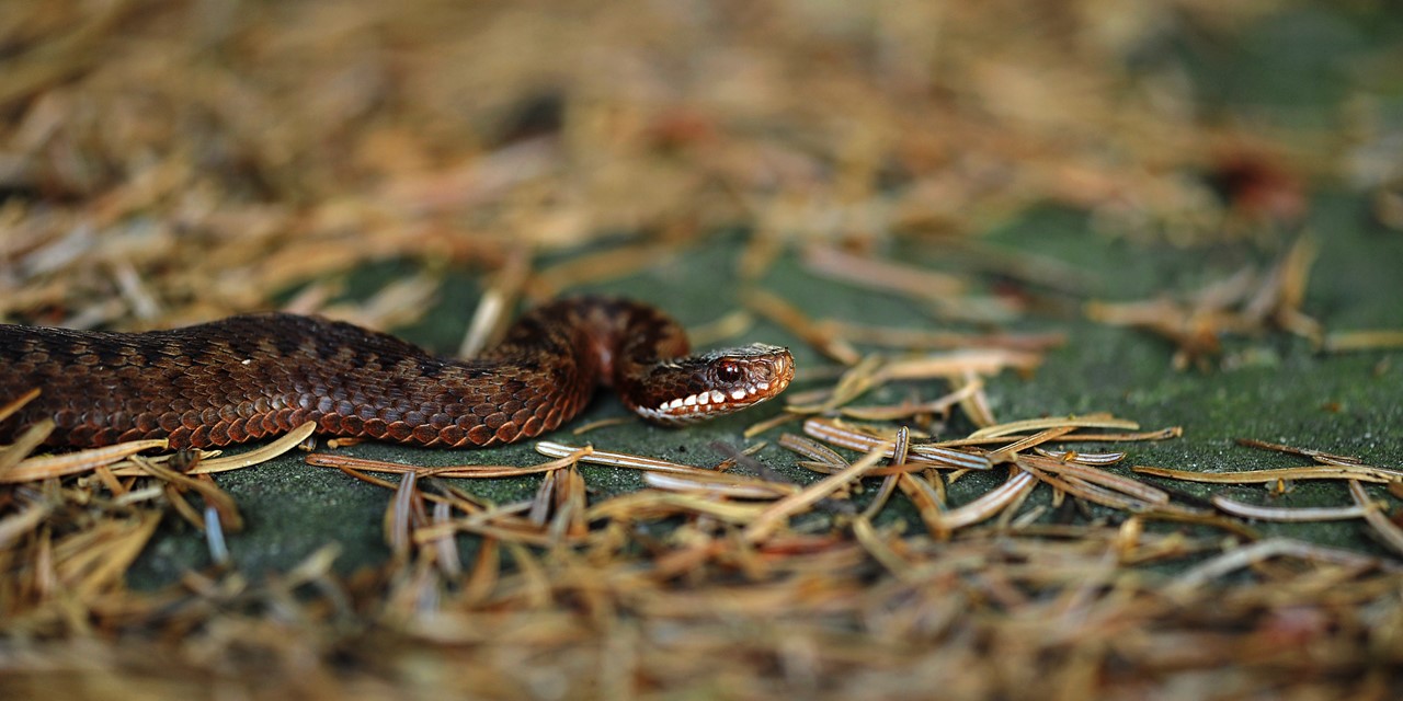 Hanne's Wandelwereld: Adders