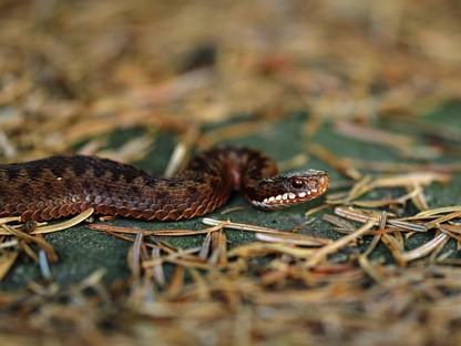 Hanne's Wandelwereld: Adders