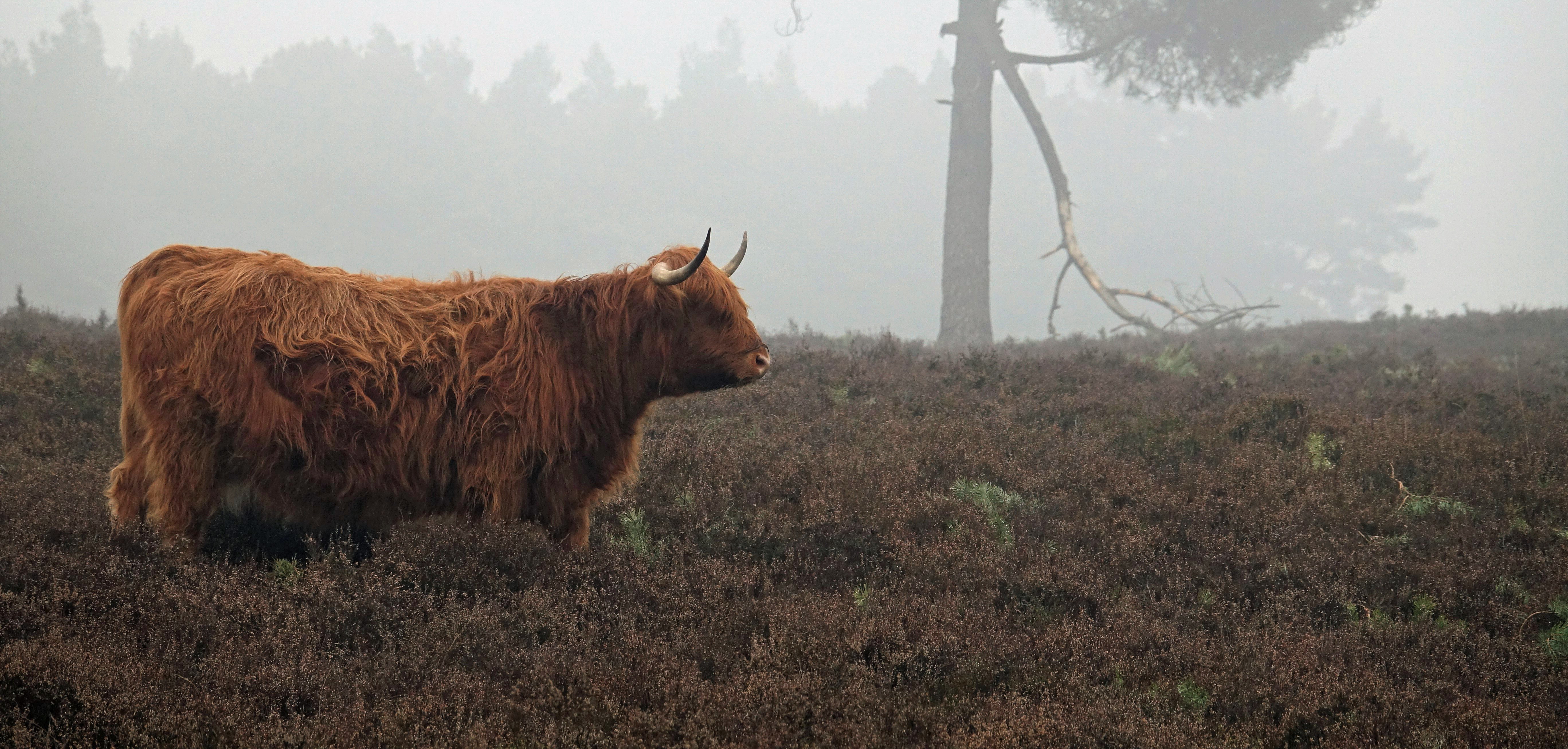 Hanne's Wandelwereld: Schotse hooglanders