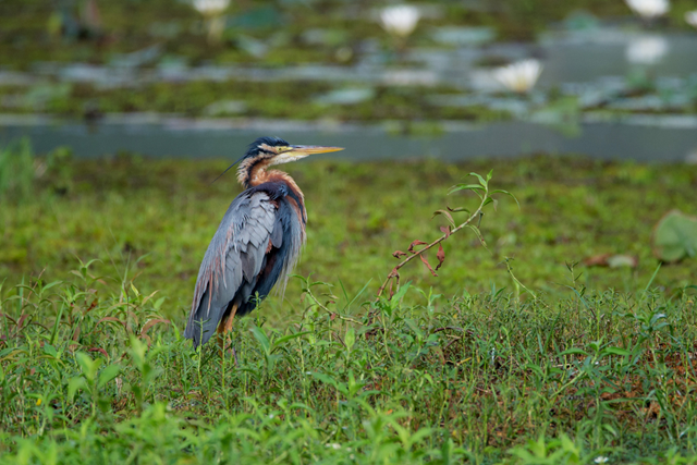 Wandelroute NP De Alde Feanen Jan Durkspolder En De Vele Vogelsoorten