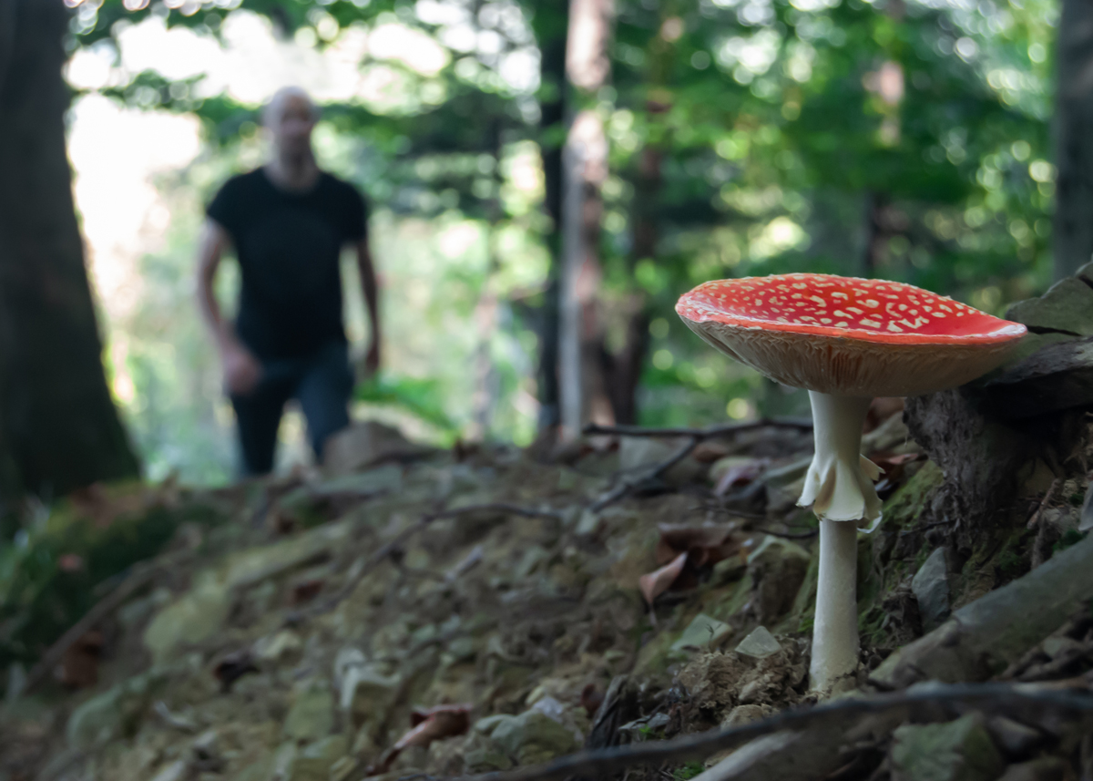 afbeelding van een wandelaar en een paddenstoel.
