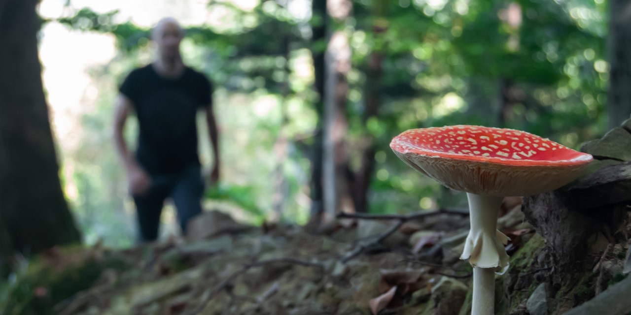 afbeelding van een wandelaar en een paddenstoel.