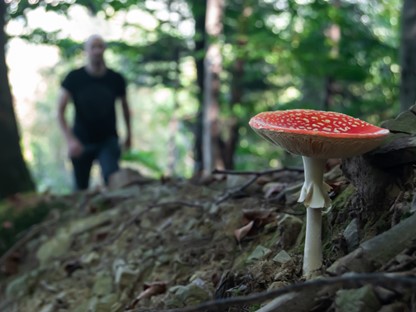 afbeelding van een wandelaar en een paddenstoel.
