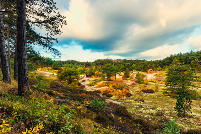 Dit Zijn De Mooiste Duinwandelingen Van Nederland Tip 7 Schoorlse Duinen
