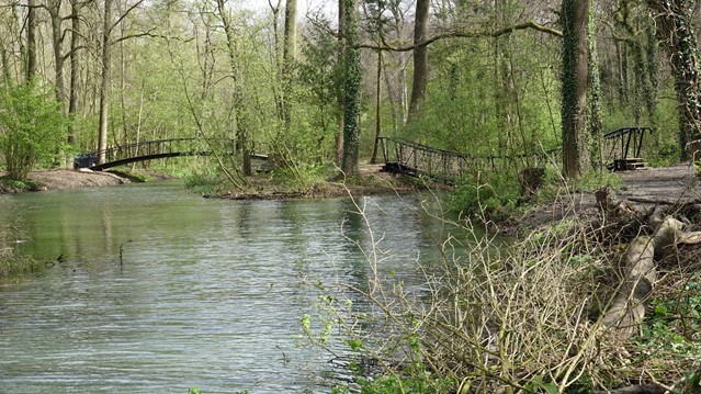 De bosvijver in 't Hertenbosch