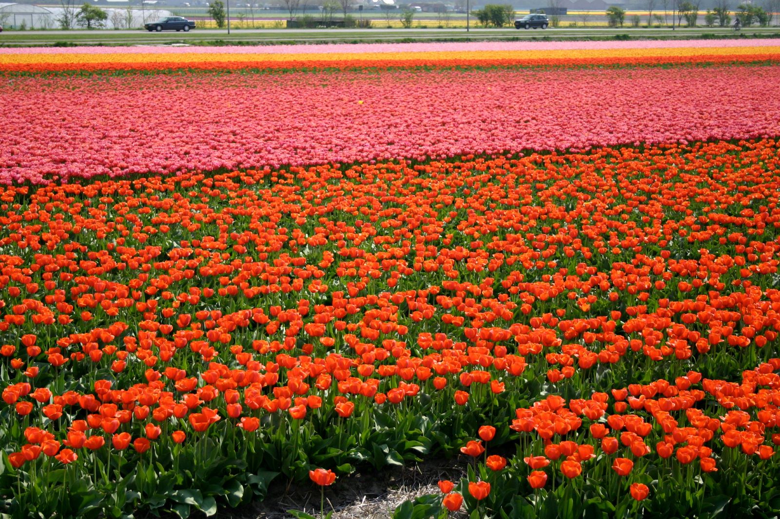 Tulpenveld. (Foto: ©  Tulpenveld Martha de Jong-Lantink, Flickr)