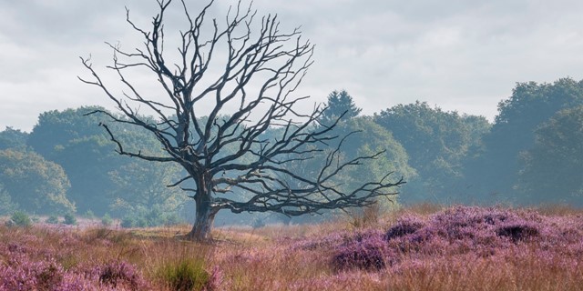 Wandelroutes In Noord Brabant Kampina