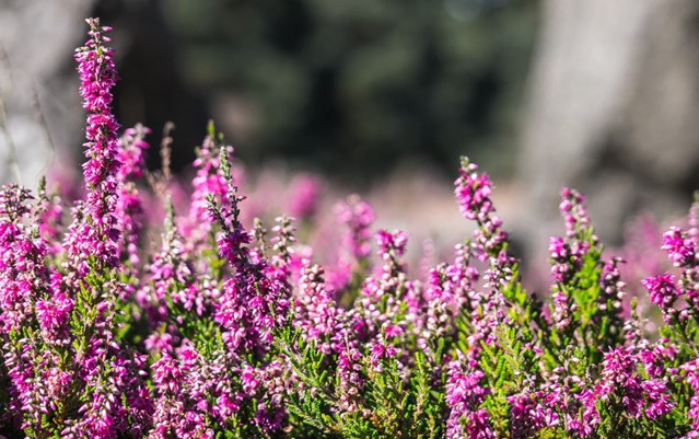Schoorlse duinen