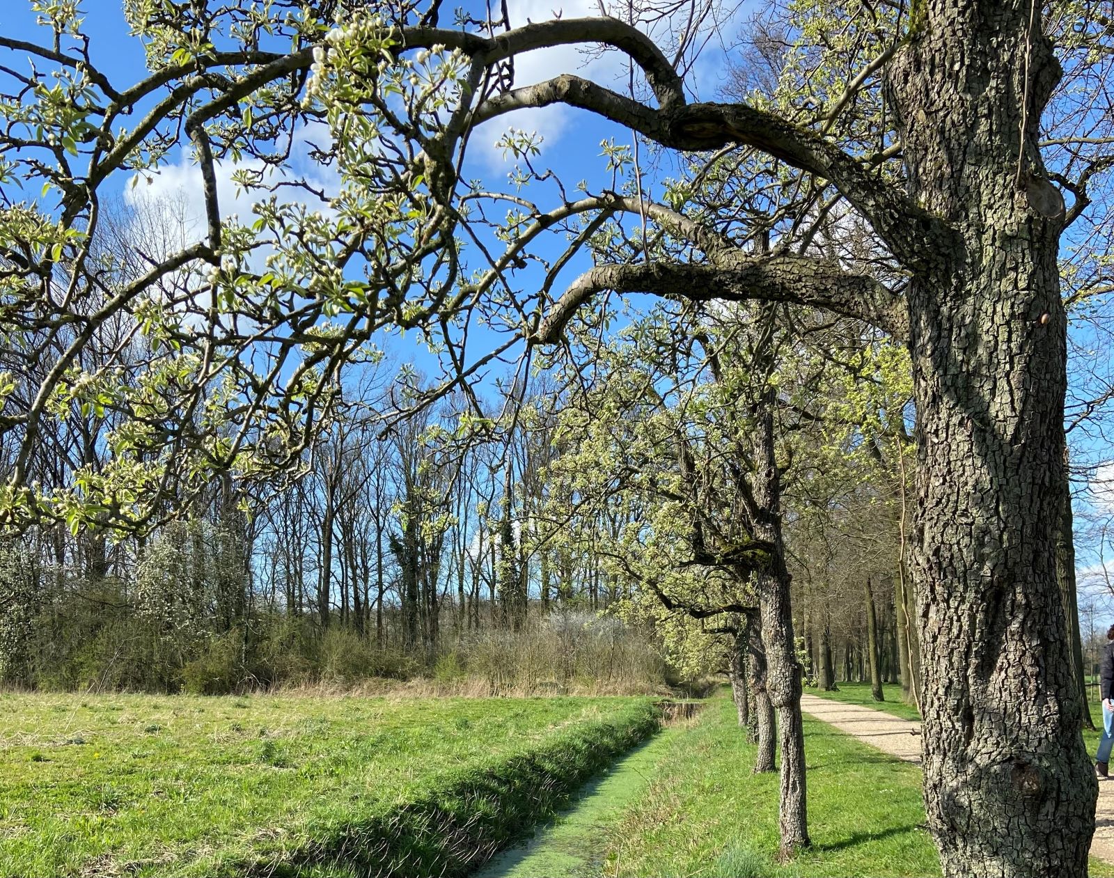 Bloesemwandeling Klompenpad Teisterbantpad In De Betuwe; Klompenpad Teisterbandpad