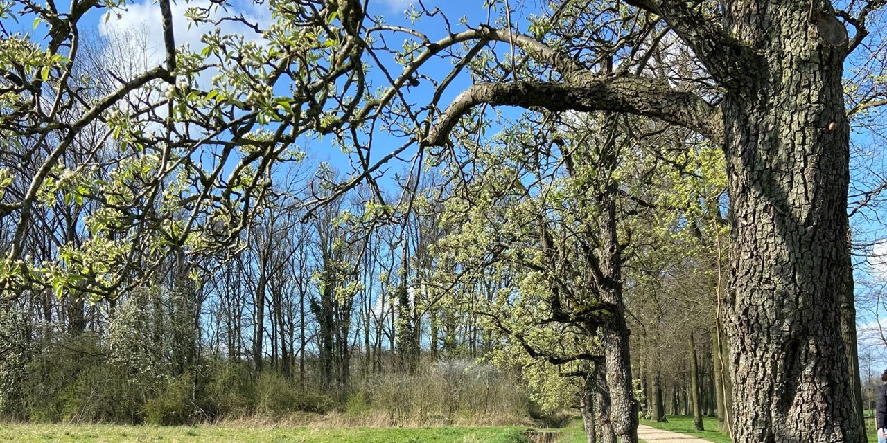Bloesemwandeling Klompenpad Teisterbantpad In De Betuwe; Klompenpad Teisterbandpad