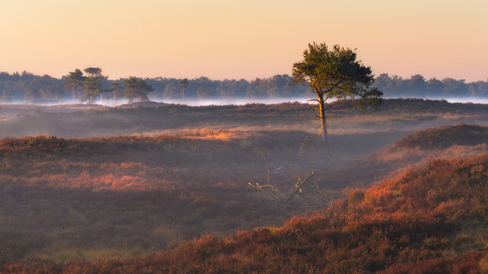 afbeelding van een heideveld in het gouden uurtje.