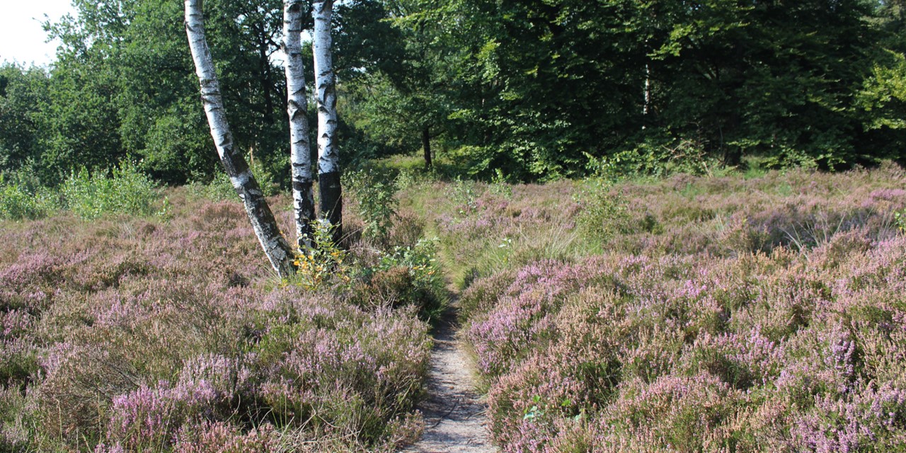 Wandelvakantie Utrecht mooiste wandelreizen Nederland