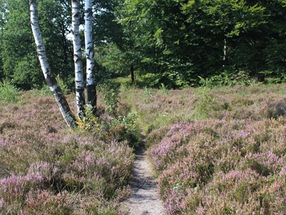 Wandelvakantie Utrecht mooiste wandelreizen Nederland