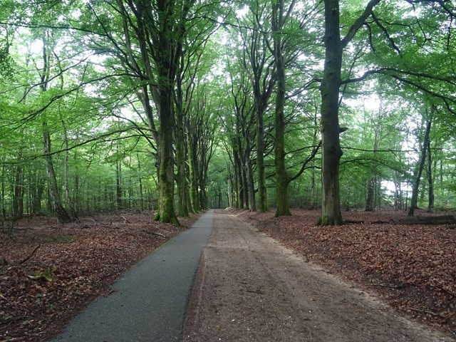 Wandelen over bomenlanen