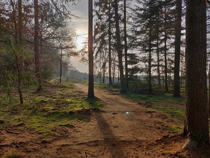 Natuurgebied | Bossen