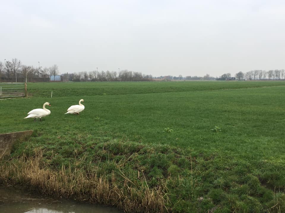 Header | Van Mantgum naar Sneek: langs zwanen en starende schapen