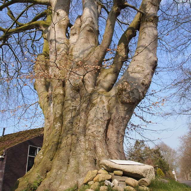 foto van een dikke knokige boom.