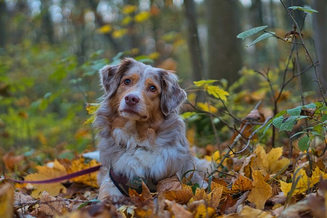 Hond in het bos tussen de bladeren