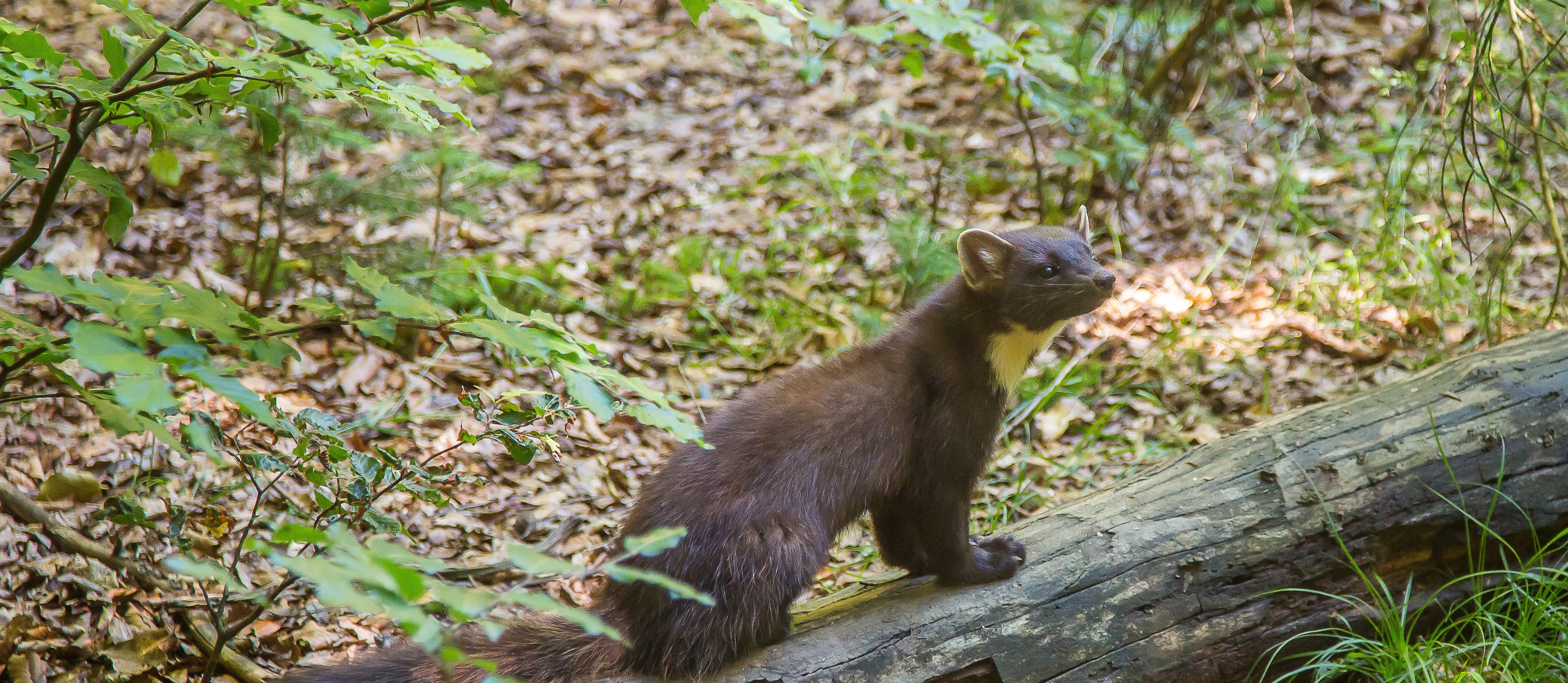 Hanne's Wandelwereld: boommarters