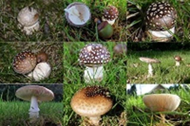 Panteramanieten