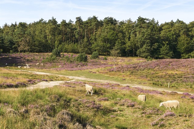 schapen op de bloeiende, paarse heide.