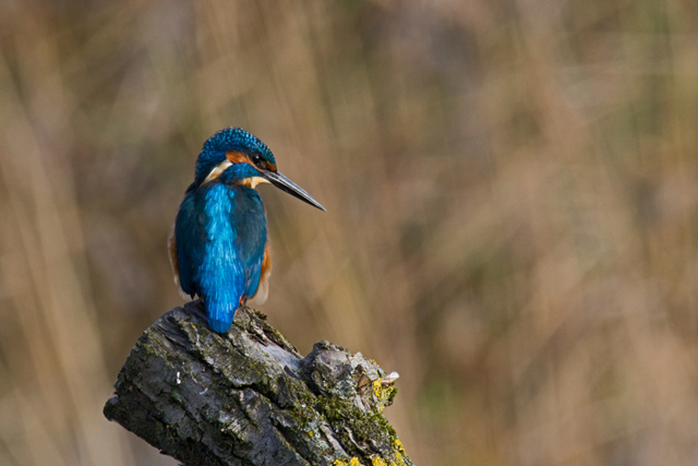 Dit zijn de hoogtepunten van het Grenslandpad (LAW 11) Etappe 19: IJsvogel in Kempen Broek (België)