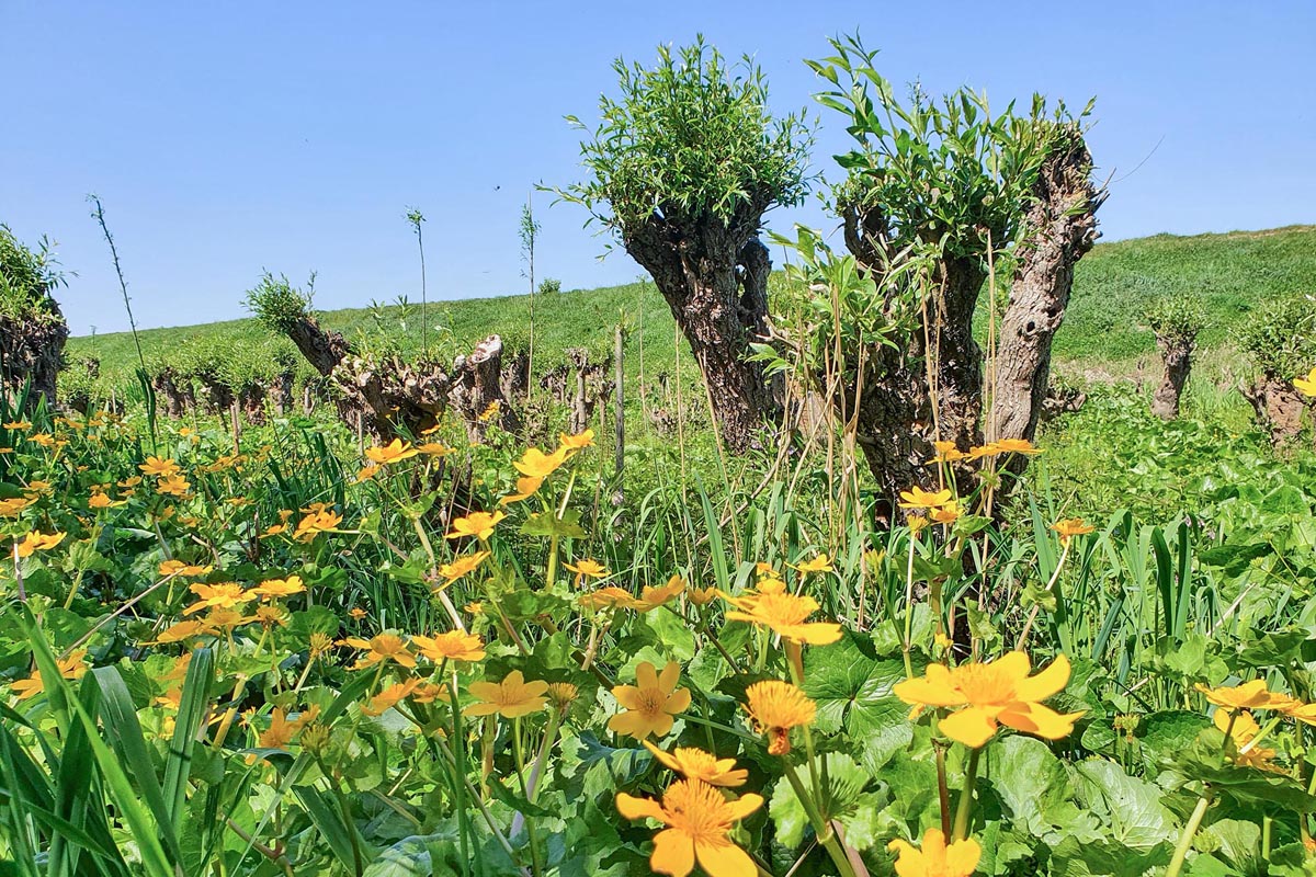 abeelding van gele bloempjes bij wilgen.
