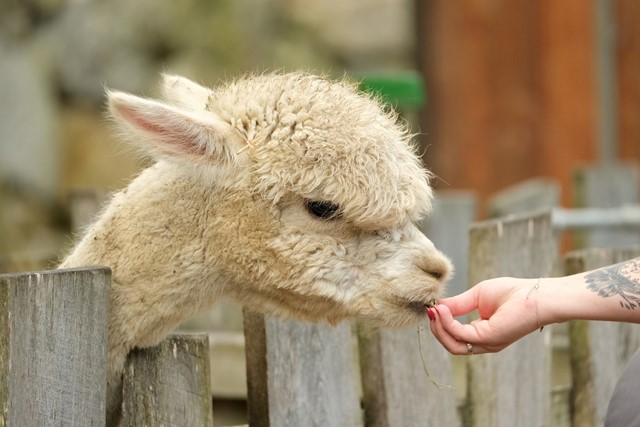 Alpaca Mountain