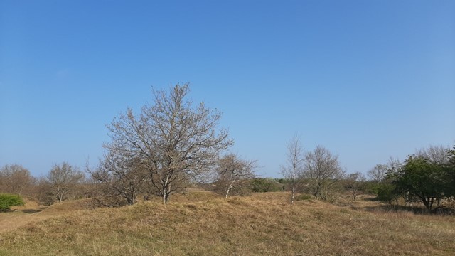 Afbeelding natuurgebied Meijendel