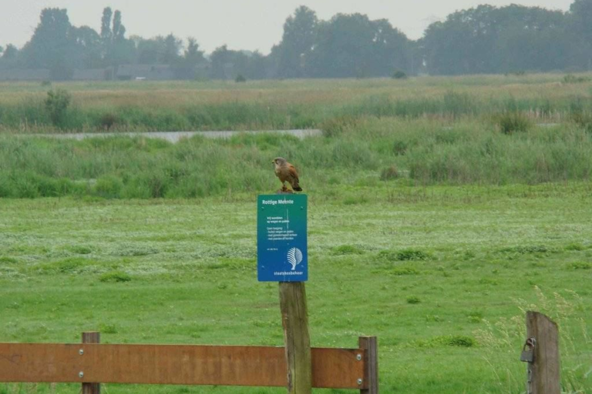 Boswachterspad Friesland Rottige Meente Rust Rottige Meente