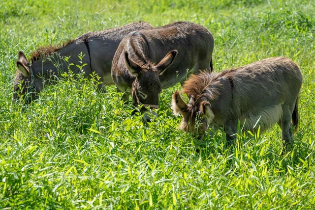Hier Moet Je Zijn Voor Een Ezelwandeling: Ezels grazen