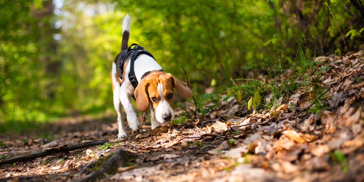 Wandelen Met De Hond Waar Mag Het