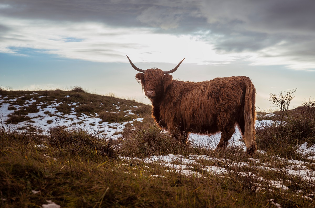 Buffel in een winterse omgeving