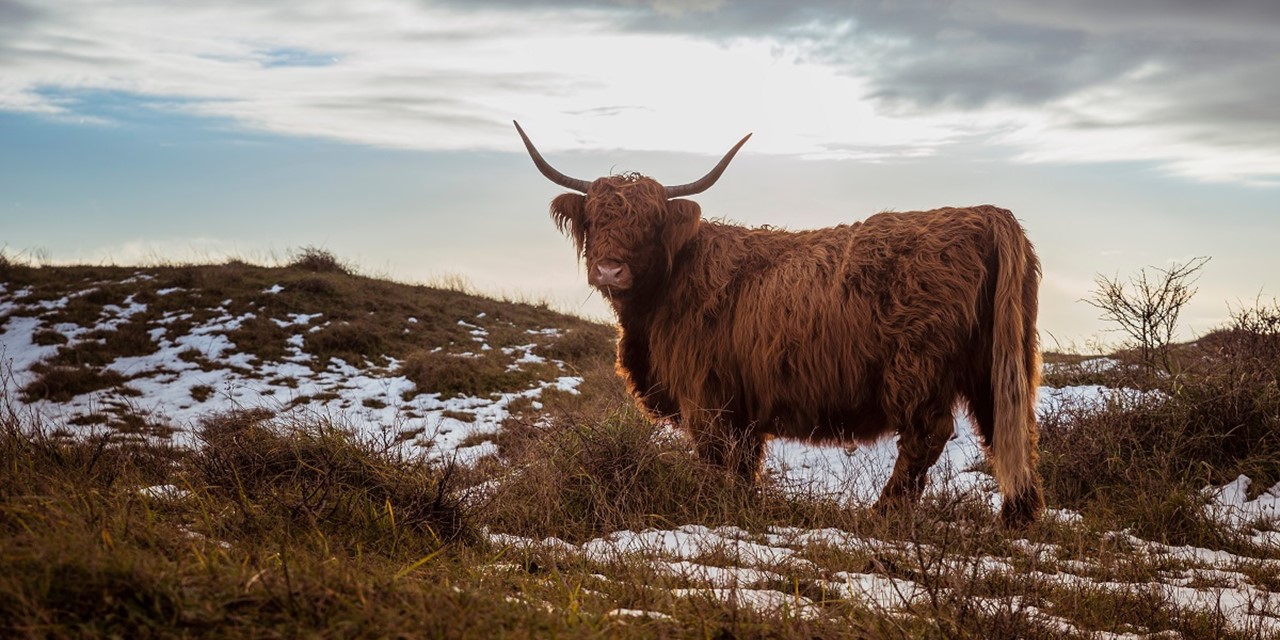 Buffel in een winterse omgeving