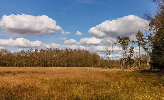 Friese Wold