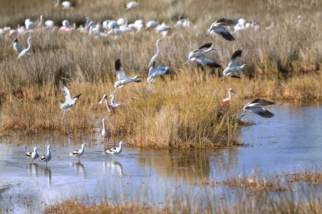 Wandelroute Kwade Hoek Duinen Van Goeree Strandvlakte En Vogelrijkdom