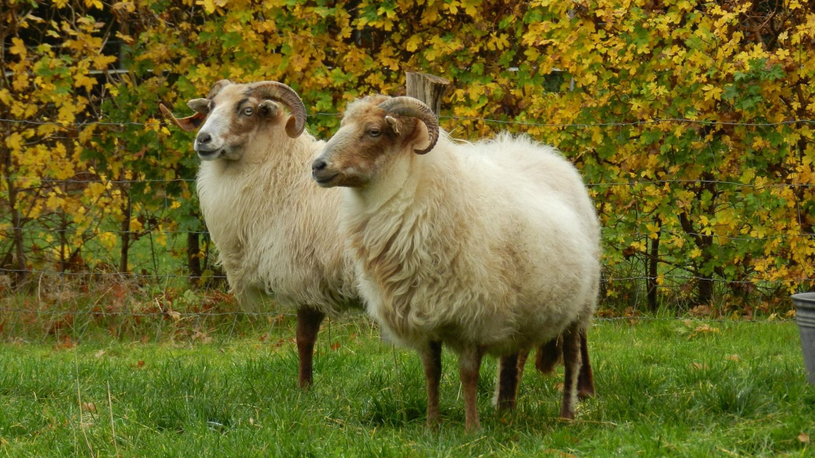 Wandelroute NP Dwingelderveld Zwerfroute Kloosterveld