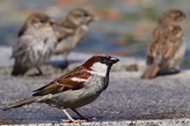 Afbeelding 7 | Neem de stempelkaart mee op je volgende stadswandeling en kijk of je deze platen en dieren allemaal kunt spotten.