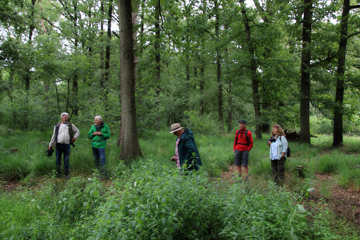 afbeelding van een groepje wandelaars met een boswachter in het bos.