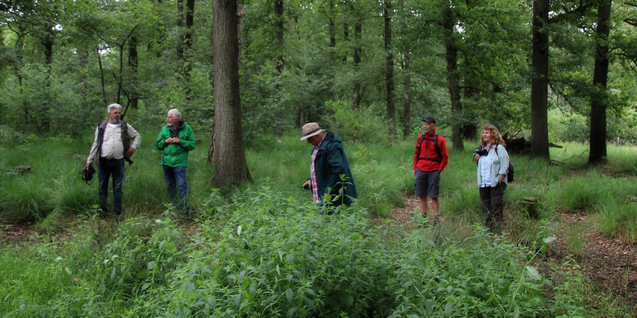 afbeelding van een groepje wandelaars met een boswachter in het bos.