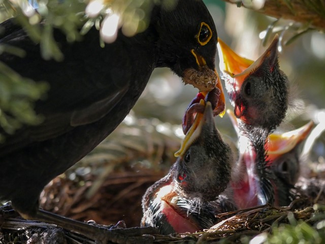 Een nestje jonge merels 