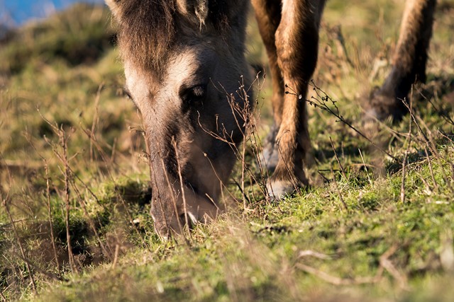 Wandelen tussen de konikpaarden