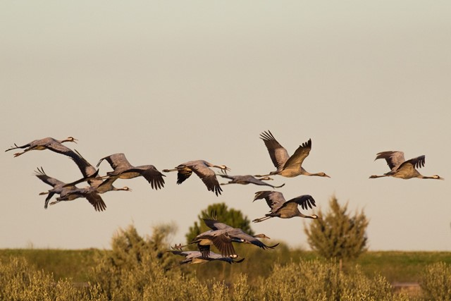 Vliegende kraanvogels