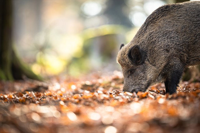 afbeelding van een wild zijn met zijn snuit in de grond.