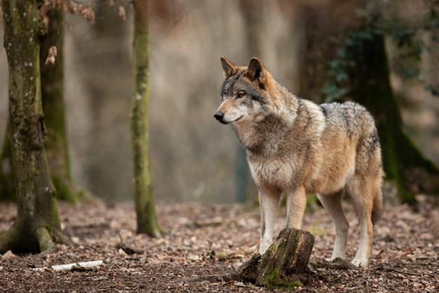 Wat Moet Je Doen Als Je Tijdens Je Wandeling Een Wolf Tegenkomt De Wolf In Nederland