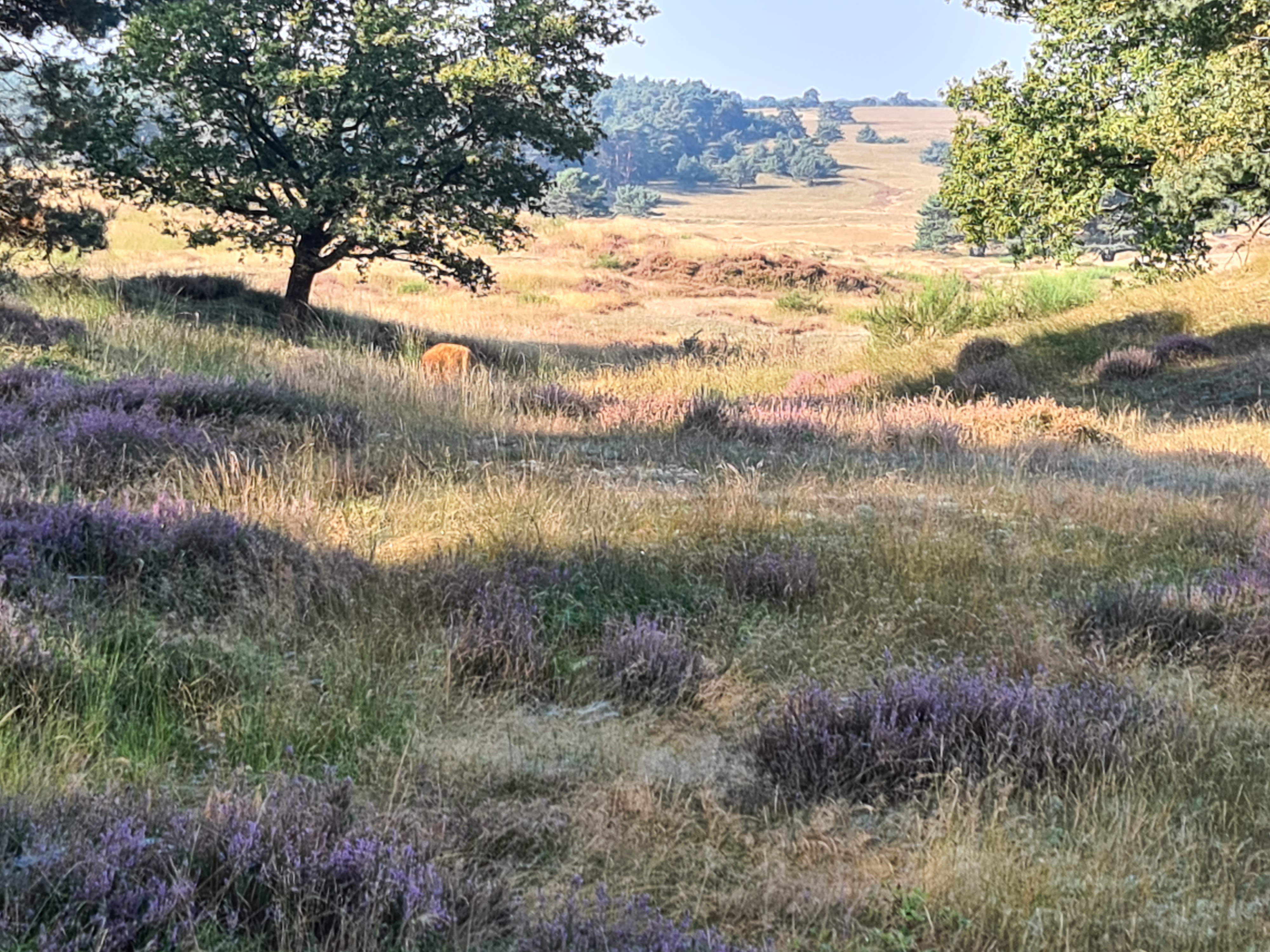 Bos En Heidetocht Dieren Wsv Diderna WIK
