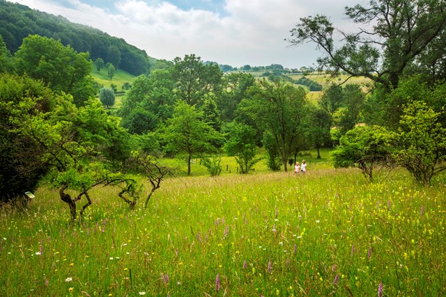 Twee wandelaars lopen door een dal met orchideeën in het Gerendal