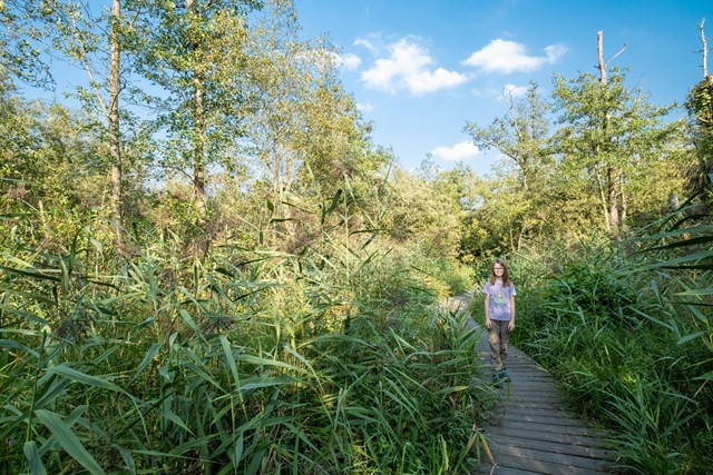 Agnes wandelt op een vlonderpad door de jungle van de Moerputten.