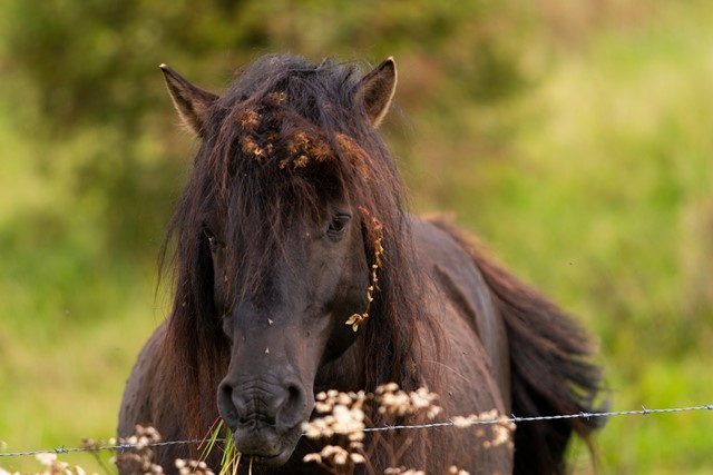 Wandelen tussen de konikpaarden